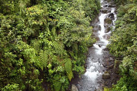 Mountain stream running through cloudforest vegetation, Ecuadorの写真素材