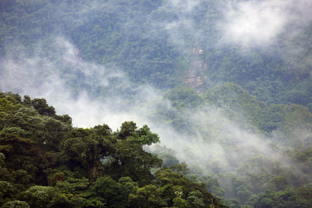 Misty cloudforest in the Ecuadorian Andes