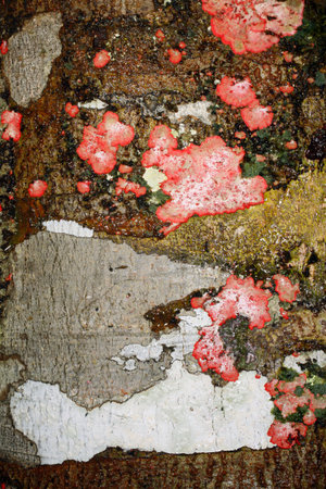 Lichen colonies on a tree trunk in the Amazonの写真素材