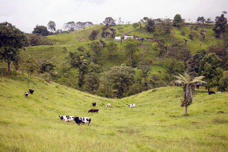 Cattle in a pasture which was formerly cloudforest, in Western Ecuadorの写真素材