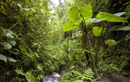 Interior of cloudforest in Western Ecuador with giant aroids (Xanthosoma)