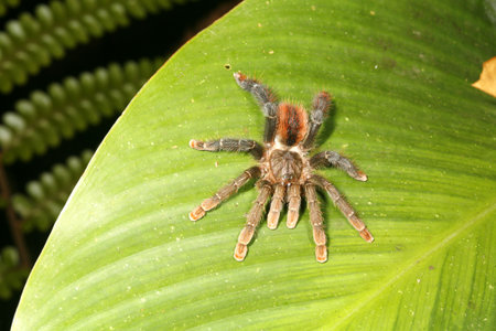 Amazonian tarantulaの写真素材