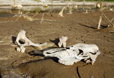 Animal bones beside drying waterhole