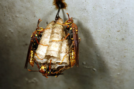 Amazonian wasp nestの写真素材