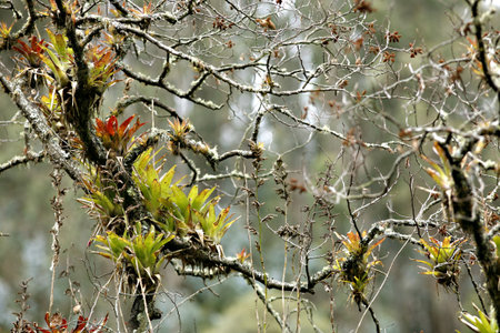 Bromeliads on a branchの写真素材