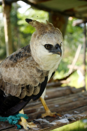 Captive Harpy Eagle in a Huaorani village in the Ecuadorian Amazon