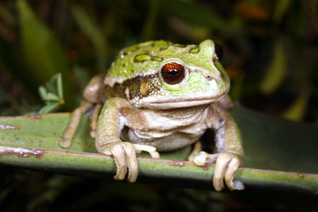 Marsupial frog (Gastrotheca riobambae)