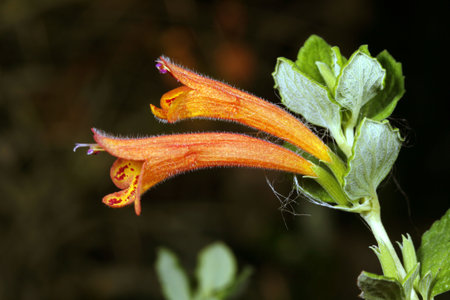 Andean plant (Clinopodium tomentosum)