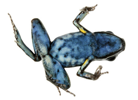 Spotted-legged poison frog (Ameerega hahneli) on its back symbolizing the global decline in amphibian speciesの写真素材