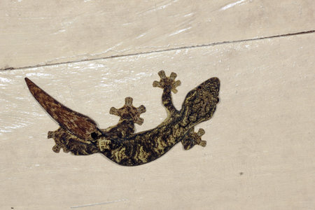 Turnip tailed gecko (Thecadactylus solimoensis) on a ceilingの写真素材