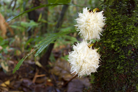 Rainforest tree from the Ecuadorian Amazon displaying Cauliflory (fruit growing directly from the...