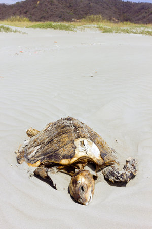 Dead loggerhead turtle on a beach on the Pacific coast of Ecuador. のeditorial素材