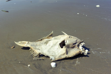 Dead fish on a beach on the Pacific coast of Ecuadorのeditorial素材