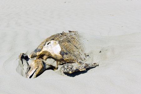 Dead loggerhead turtle on a beach on the Pacific coast of Ecuador. のeditorial素材