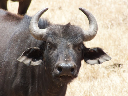 BUFFALOの写真素材