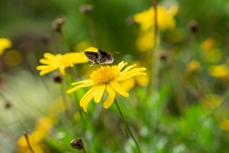 butterfly resting on yellow flower on a sunny dayの写真素材