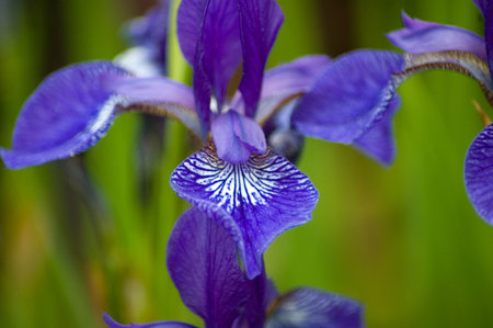 Siberian Iris detail