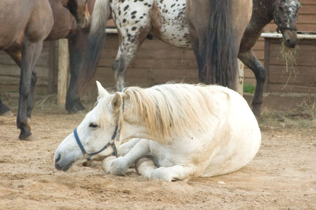 Brown horse is rolling on sandの写真素材