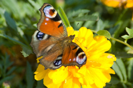 Butterfly on orange flower, close-upの写真素材
