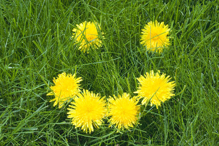 Dandelion happy face - yellow dandelions on green grassの写真素材
