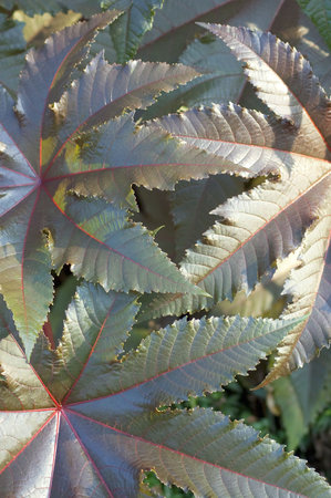 Castor-oil plant leaves, nature background