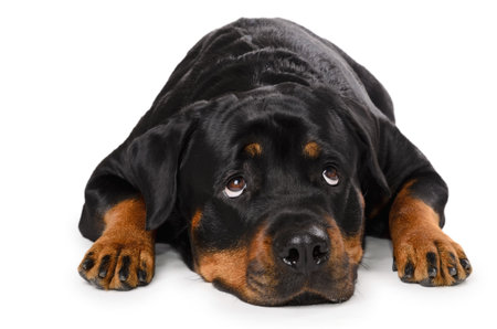 Portrait of young funny Rottweiler, lying down, isolated on whiteの写真素材