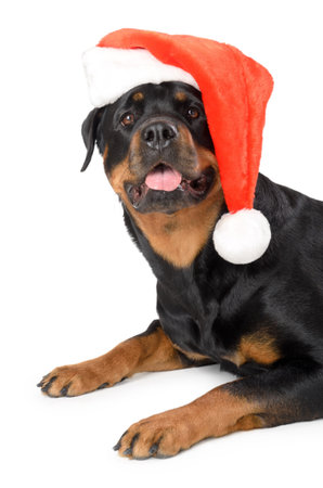 Portrait of young funny Rottweiler in Santa hat, isolated on whiteの写真素材