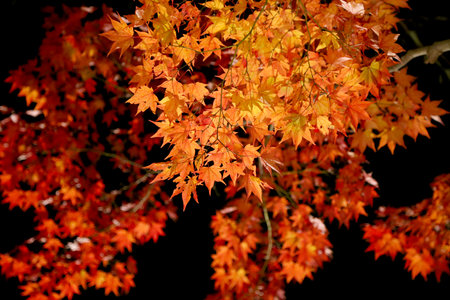 Kyoto autumn leaves at temple.