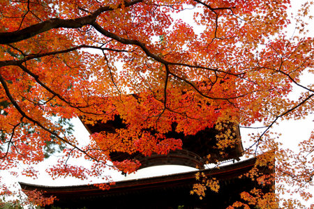 Kyoto autumn leaves at Nisonji temple.のeditorial素材