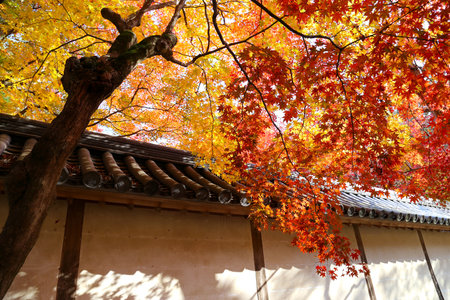 Kyoto autumn leaves at Nisonji temple.のeditorial素材
