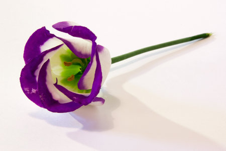 Blue Lisianthus.  Single lisianthus on a white background.の写真素材