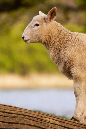 English Lamb.  A young lamb beside Derwentwater, Cumbria in the English Lake District.