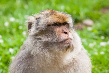 Barbary Macaque Monkey.  A close up picture of a Barbary macaque monkey.  The monkeys live in the Atlas Mountains of Algeria and Morocco.の写真素材