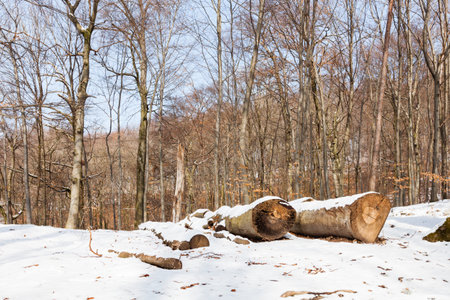 Snow covered wooden logs on Kapuzinerberg, a hill in Salzburg, Austria.の写真素材