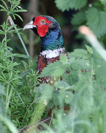 Pheasant (Phasianus colchicus).  A close up image of an adult male pheasant hiding in undergrowth in...