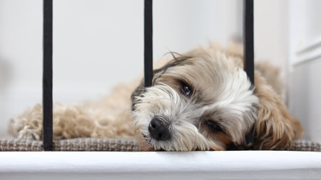 A tibetan terrier dog is seen resting.  Tibetan terriers originated in Tibet.  However, despite their name they are not a member of the terrier family.の写真素材