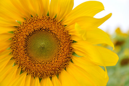 Sun flower is the big size flower that blossom in winter and that plant so many farm in thailand の写真素材