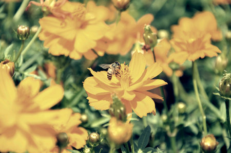 Bee on a flowerの素材