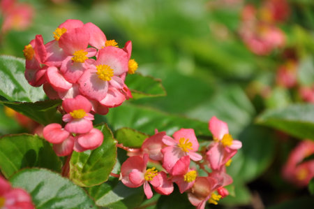 Pink flower bloom with green leaf backgroundの写真素材