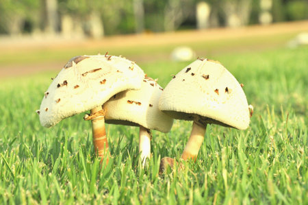 Small mushroom in large green fieldの素材