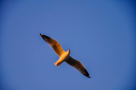Flying bird with blue background sky when sunsetの素材