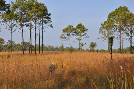Pine forest at Tung Salang Luang National Park,Thailandの写真素材
