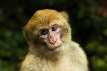 Portrait macaqueの写真素材