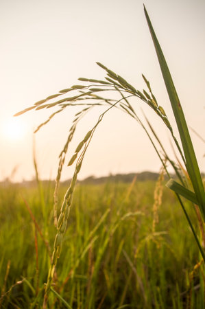 rice farm and sunsetの写真素材