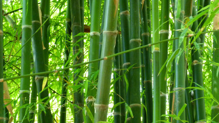 Green bamboo trees as backgroundの写真素材