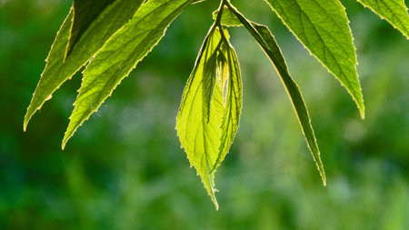 Sprout leaves under sunlight