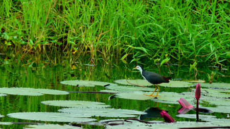 Water bird on water lily leaveの写真素材