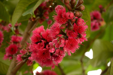 Pink flowers on blur backgroundの写真素材