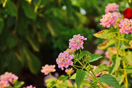 Beautiful weeping Lantana flowers on blur backgroundの写真素材