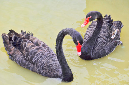 Couple black swans closed upの写真素材